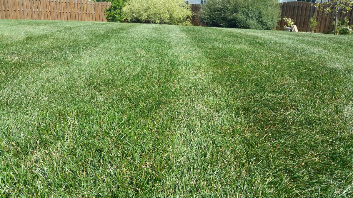Kenosha Lawn Care Lawn Mowing Zach;s Lawn Care