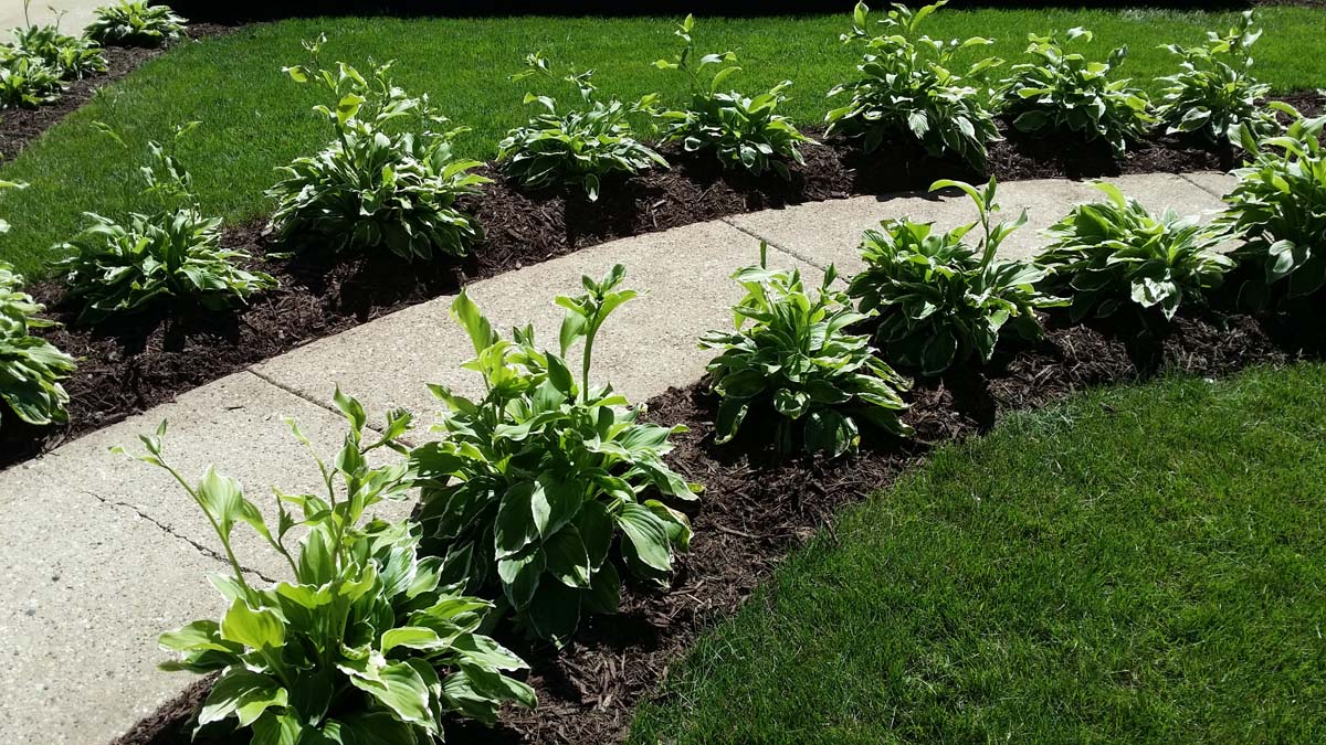 Kenosha Mulch Service Mulching Weed Control Brown Dyed Mulch Delivery