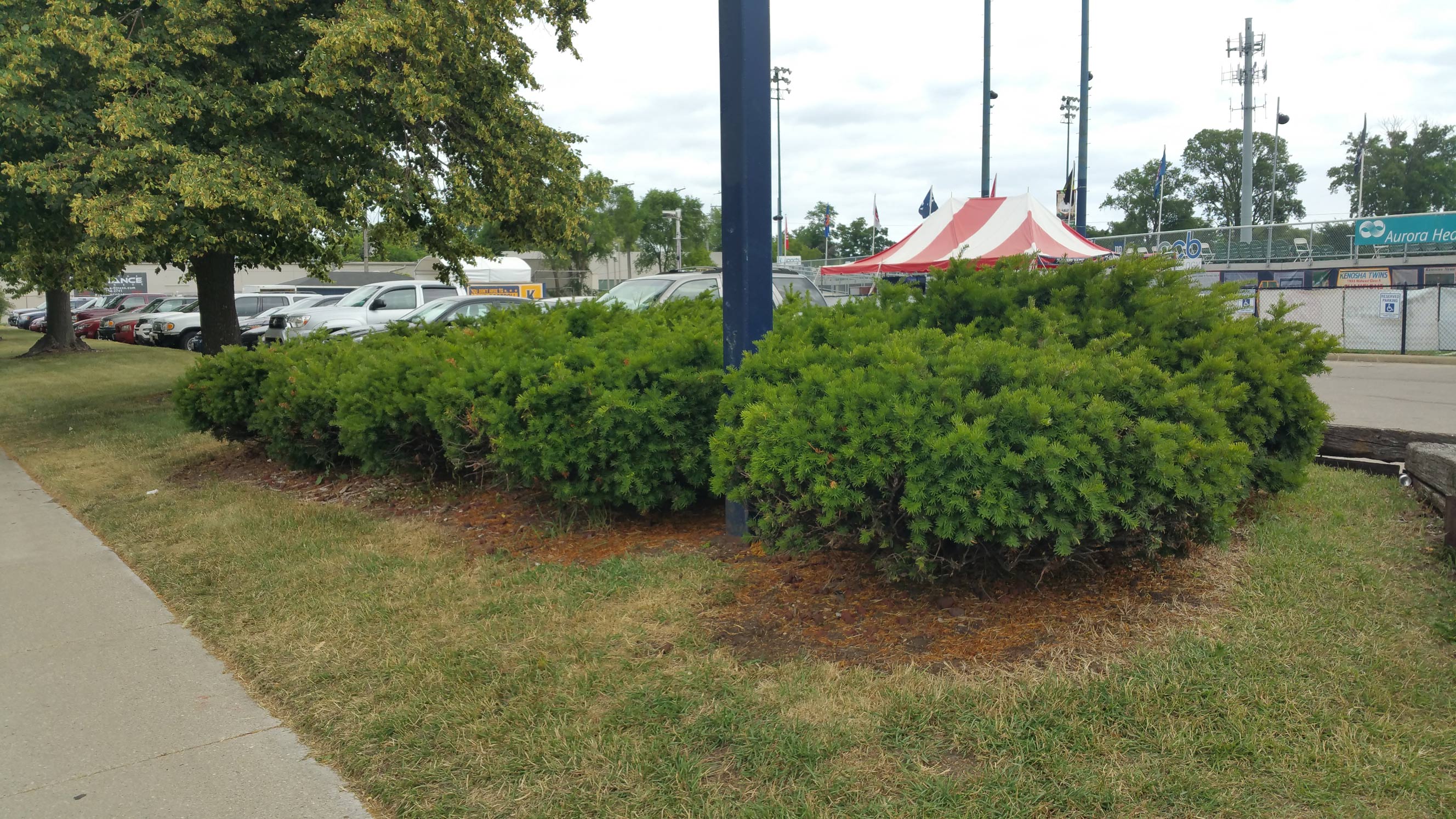 Bush Trimming Zach's Lawn Care